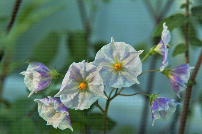 Solanum stoloniferum, fleurs